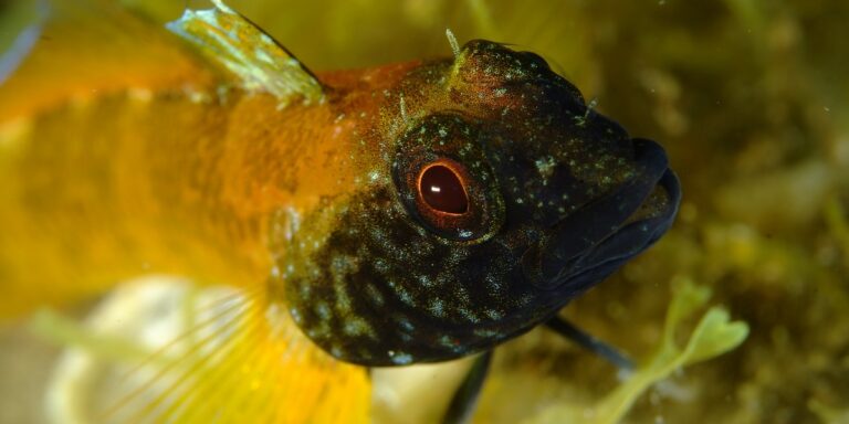 Poisson coloré explorant son habitat sous-marin riche en algues et biodiversité.