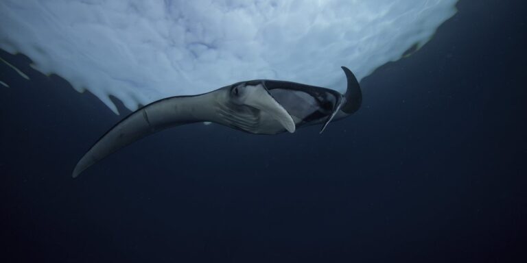 Raie manta majestueuse nageant dans les profondeurs marines, sous un ciel nuageux.