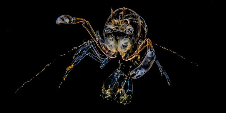 Crustacé transparent du monde sous-marin, illustrant la biodiversité marine fascinante.