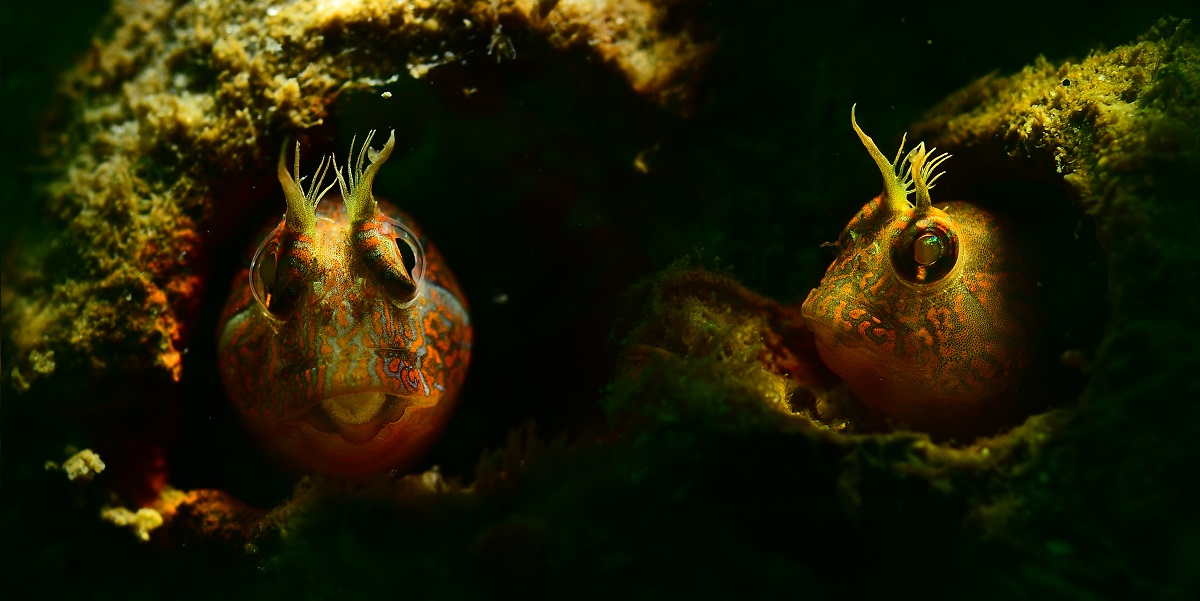 Deux poissons colorés se cachent dans des cavités sous-marines, illustrant la biodiversité marine.