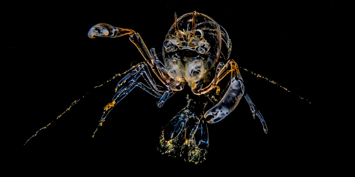 Crustacé transparent du monde sous-marin, illustrant la biodiversité marine fascinante.