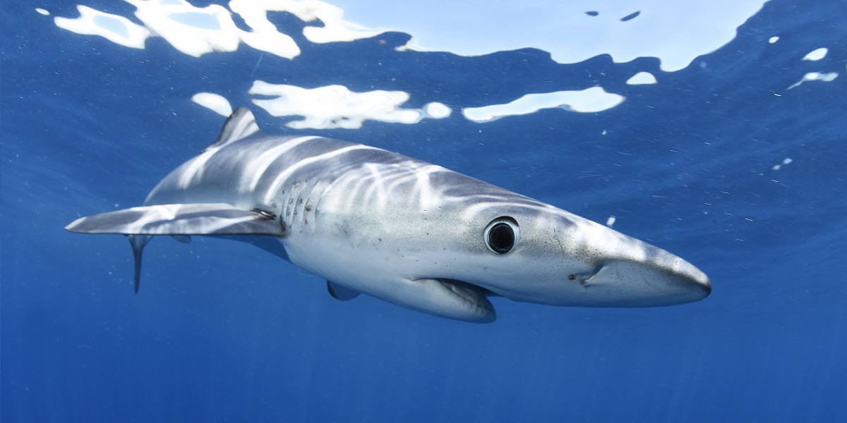 Requin nageant dans l'océan, illustrant la beauté du monde sous-marin.