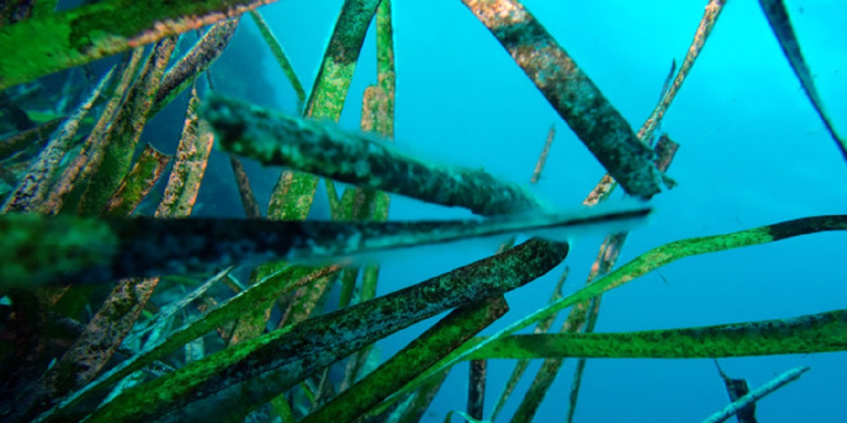 Végétation marine sous-marine avec algues vibrantes dans un environnement aquatique.