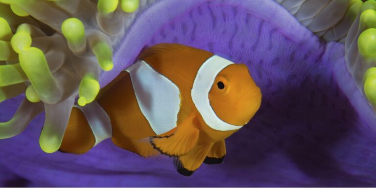 Poisson clown coloré nageant parmi des anémones vibrantes dans un écosystème marin.