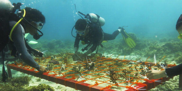 Plongée sous-marine pour la recherche et la protection des coraux dans l'océan.