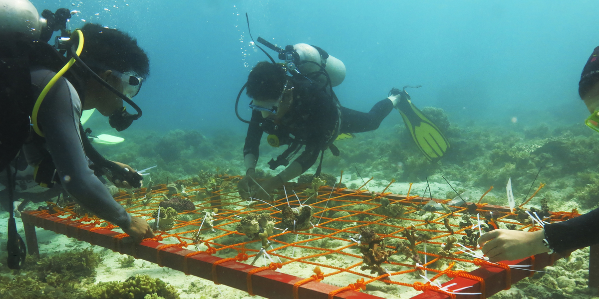 Plongée sous-marine pour la recherche et la protection des coraux dans l'océan.