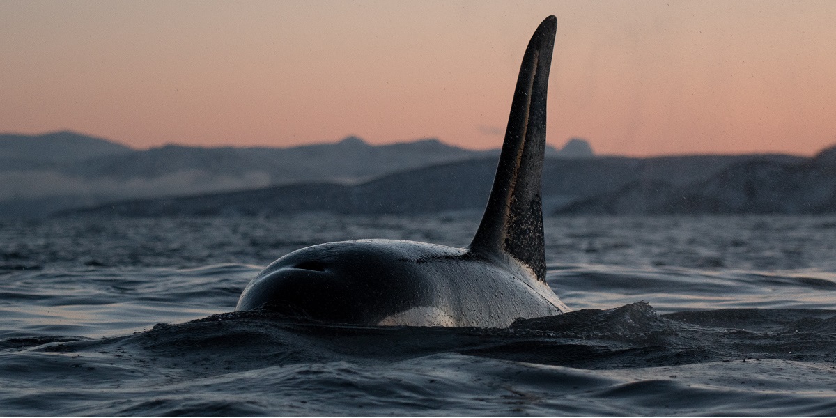Orque émergeant des eaux calmes, symbole de la vie marine majestueuse.