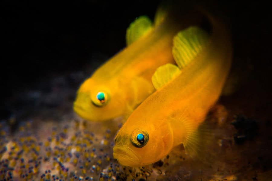 Compact Macro1 Stan Chen Lemon Goby Copy 1 900x600