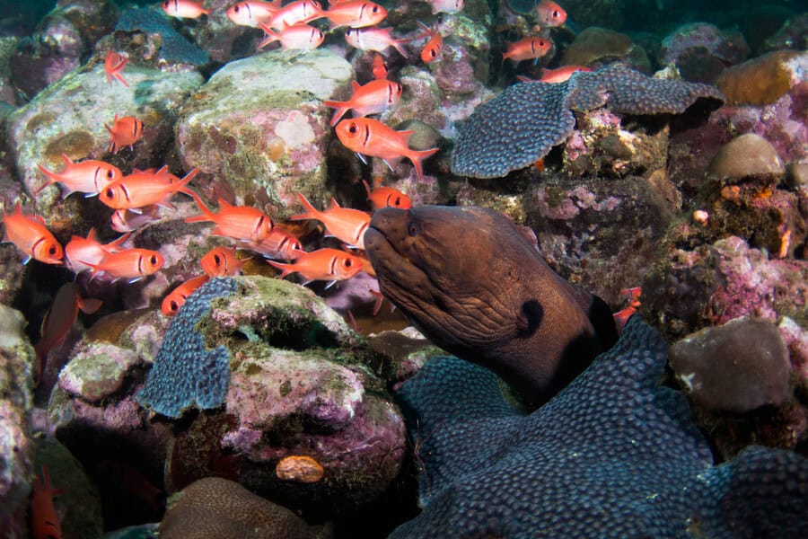 Murène Sao Tome ©dive Tribe Sao Tomeok