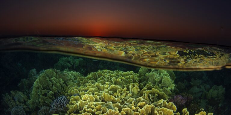 Coraux vibrants sous l'eau au coucher du soleil, révélant la beauté marine.