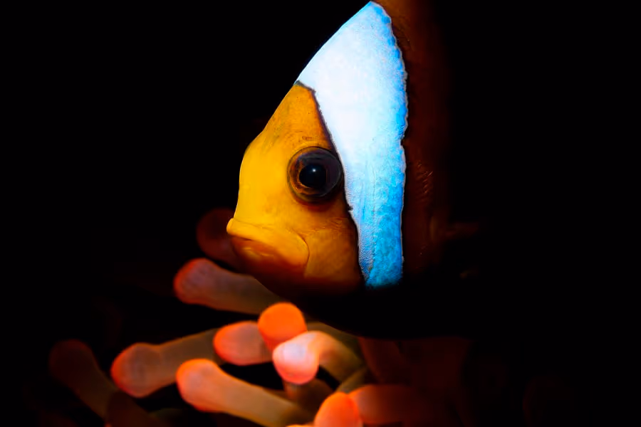 2ième Place Portrait De Poisson Gino Symus