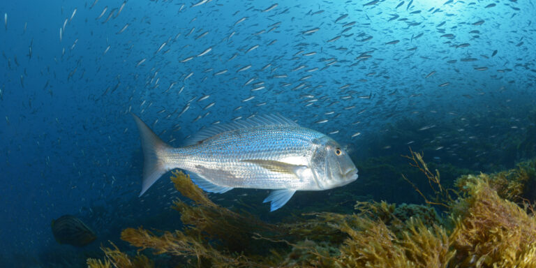 Denti à Cabo de Palos.