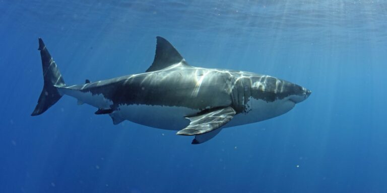 Grand requin blanc à Guadalupe.