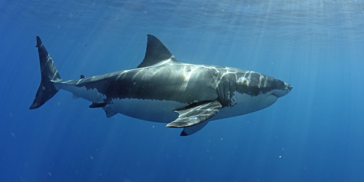 Le Saviez Vous 10 Infos A Connaitre Sur Le Grand Requin Blanc