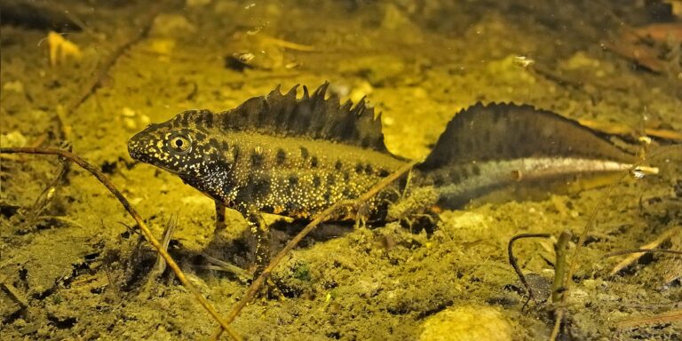 Poisson d'eau douce avec épines, habitat sous-marin riche en biodiversité.