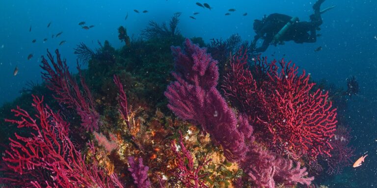 Plongée dans un récif corallien coloré avec coraux et poissons tropicaux.