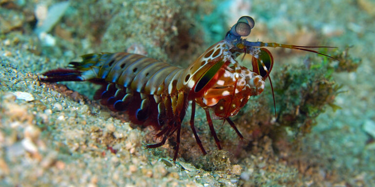 Squille multicolore