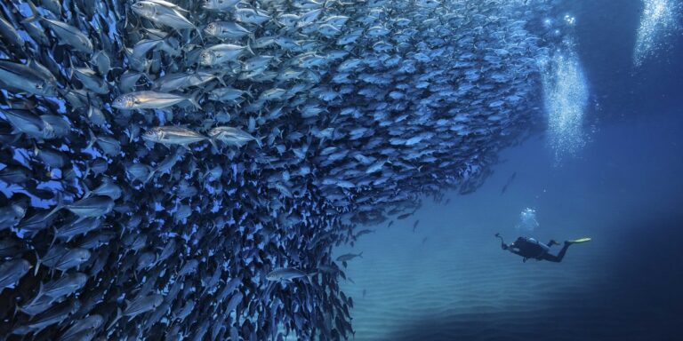 Plongée sous-marine avec un plongeur et un banc de poissons dans un océan bleu.