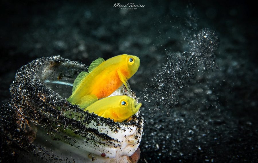 Macro Miguel Ramirez 900x570