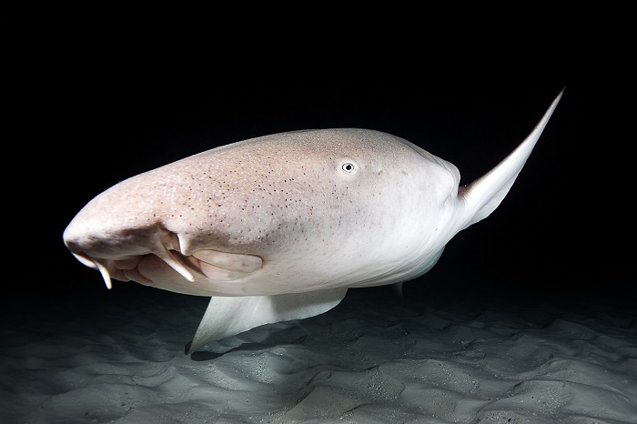 Requin Simon 1