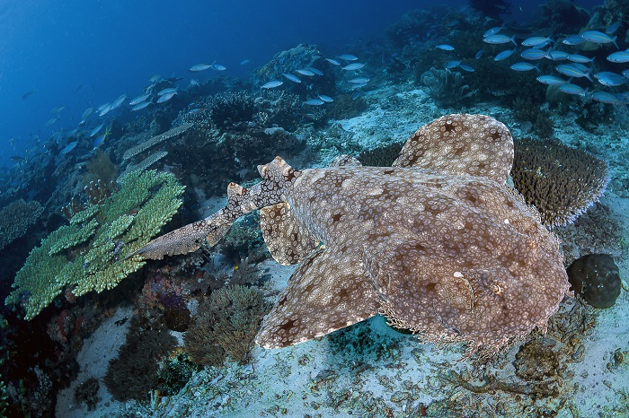 Requin Simon 2