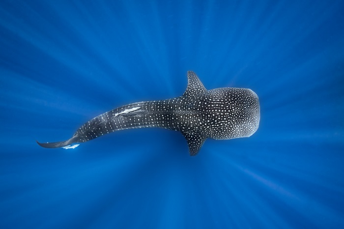 Requin Simon 3