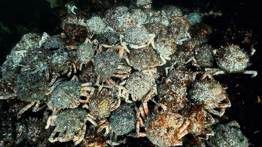 Araignées