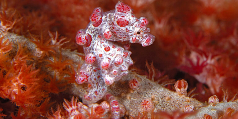 Hippocampe pygmée