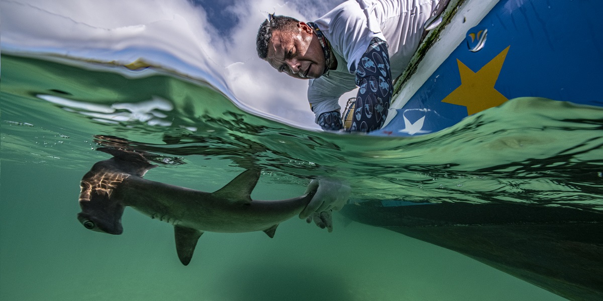 Homme interagissant avec un requin dans un environnement marin captivant et naturel.