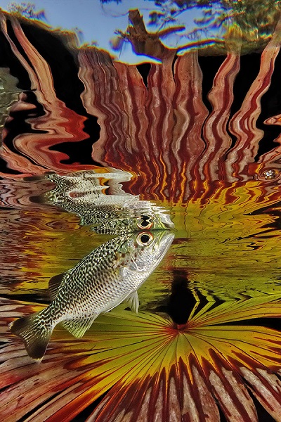 Fiismnc 2020© Manta Dor Eau Douce Jack Berthomier Carpe Quelques Jours Après Une Crue