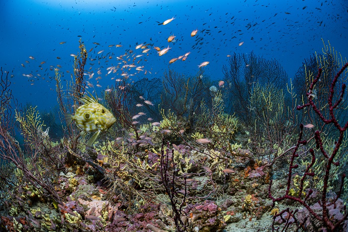 Parc National Des Calanques ©laurent Ballesta Expeditions Gombessa2