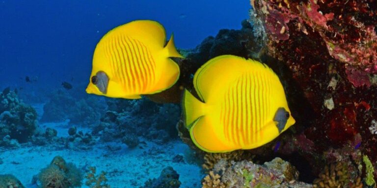 Poisson papillon jaune masqué
