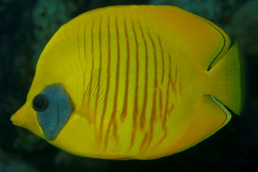 Poisson Papillon Jaune Masqué Chaetodon Semilarvatus