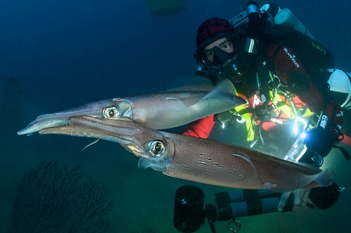 Reproduction De Calmars Veines ©laurent Ballesta Expeditions Gombessa2