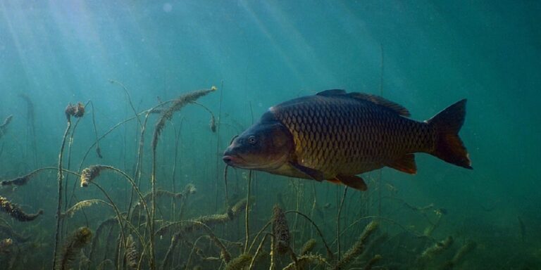 Poisson nageant dans un environnement aquatique riche en végétation sous-marine.