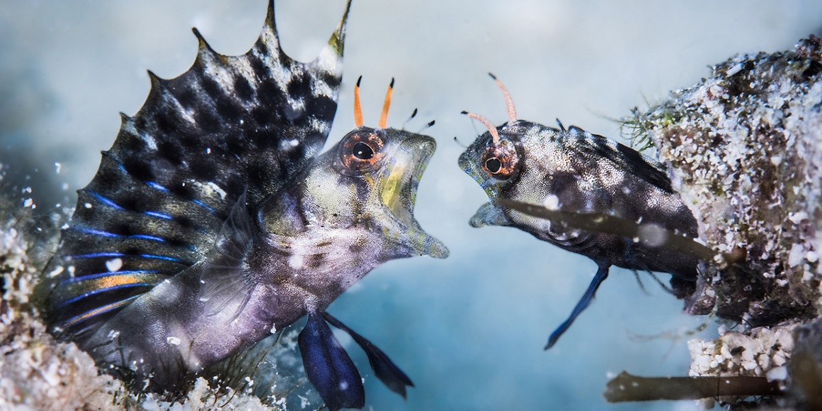Deux poissons colorés interagissent dans un environnement sous-marin fascinant et vibrant.