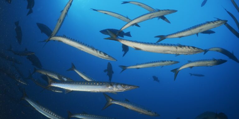 Écosystème marin dynamique avec des poissons bar barracuda évoluant dans les profondeurs océaniques.
