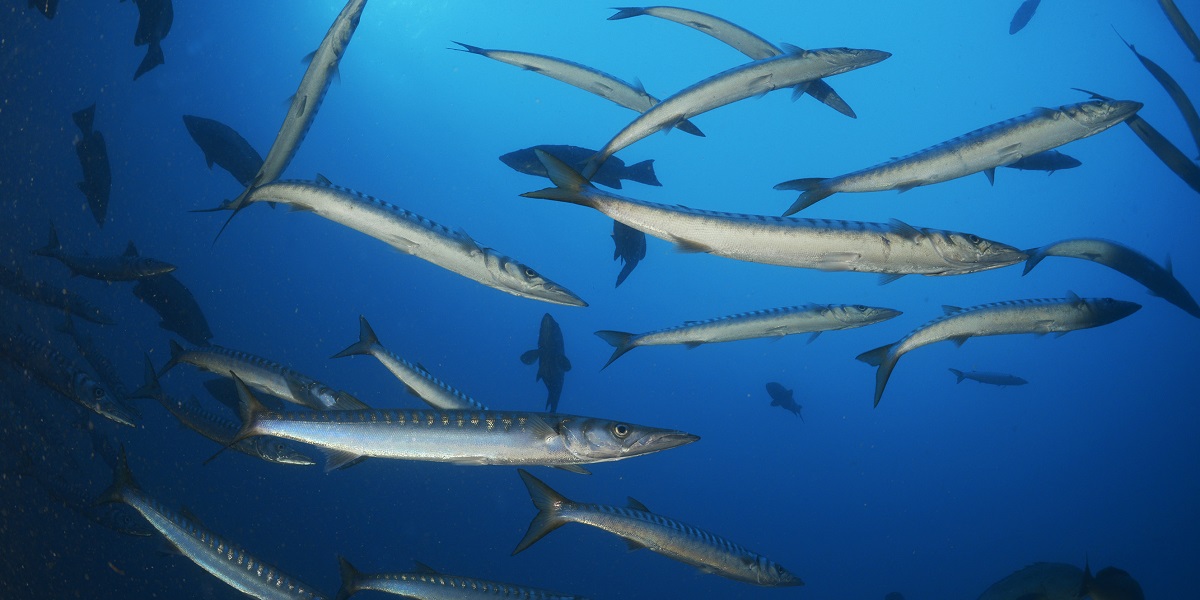 Écosystème marin dynamique avec des poissons bar barracuda évoluant dans les profondeurs océaniques.