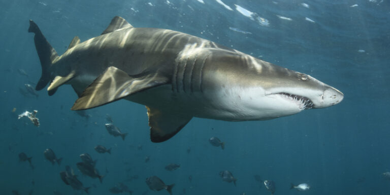 Requin-taureau