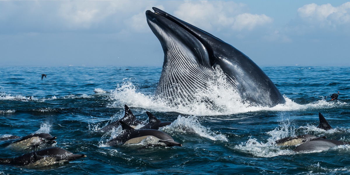 Baleine et dauphins évoluant ensemble dans un océan cristallin et dynamique.