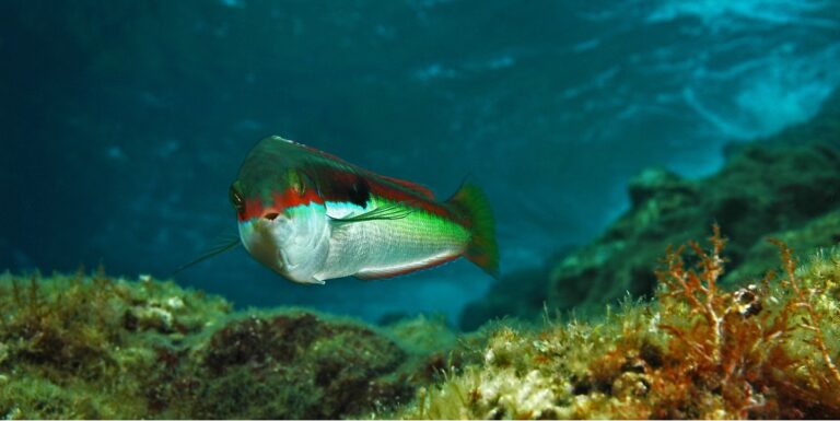 Poisson coloré évoluant dans un écosystème marin riche en biodiversité sous-marine.