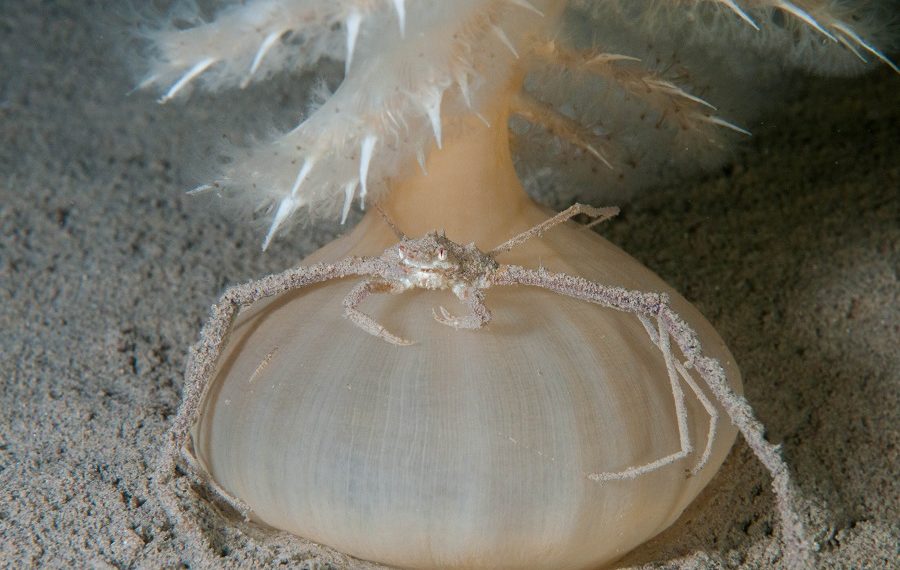 Coup De Coeur Jury Bio 056jeglotsamuelune Araignee A Labri Dune Plume 900x570