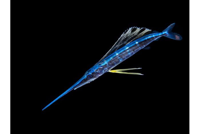 3rd blackwater galice hoarau juvenile sailfish