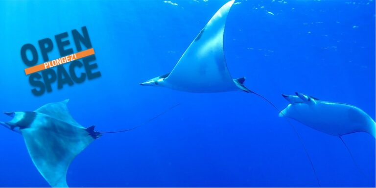 Roches coralliennes et raies manta évoluant dans un océan cristallin. Plongée sous-marine exceptionnelle.