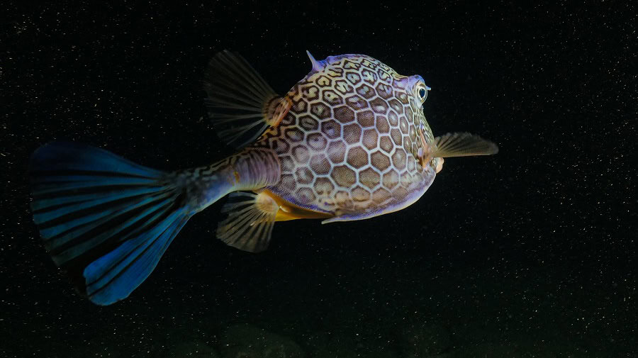 Poisson coffre d islande träs amical en plongçe de nuit acanthostracion
