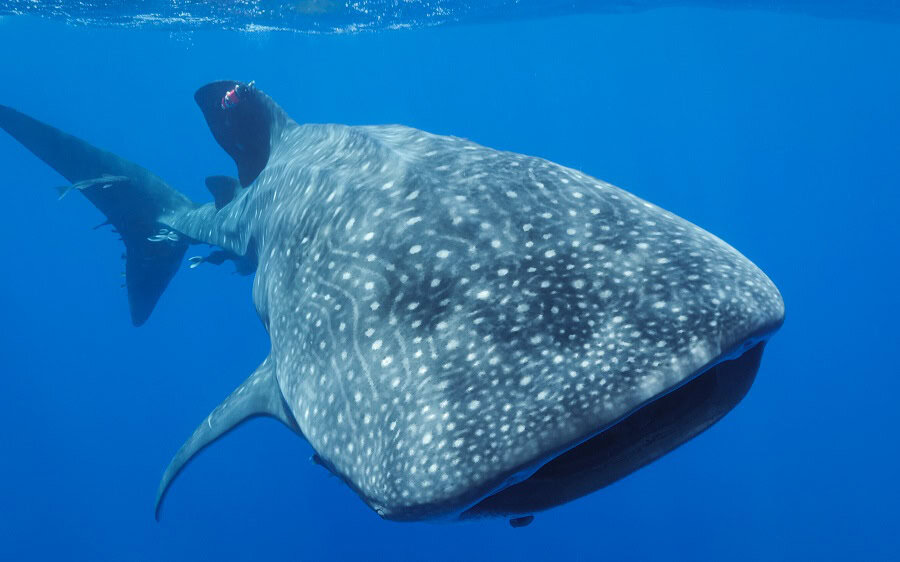 Requin baleine equipç d un tag camçra sur sa dorsale. il permettra de r
