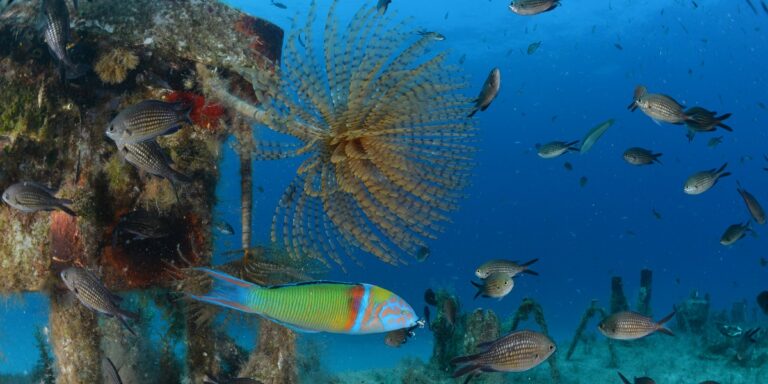 Écosystème marin vibrant avec poissons colorés et corail, explorant la beauté sous-marine.