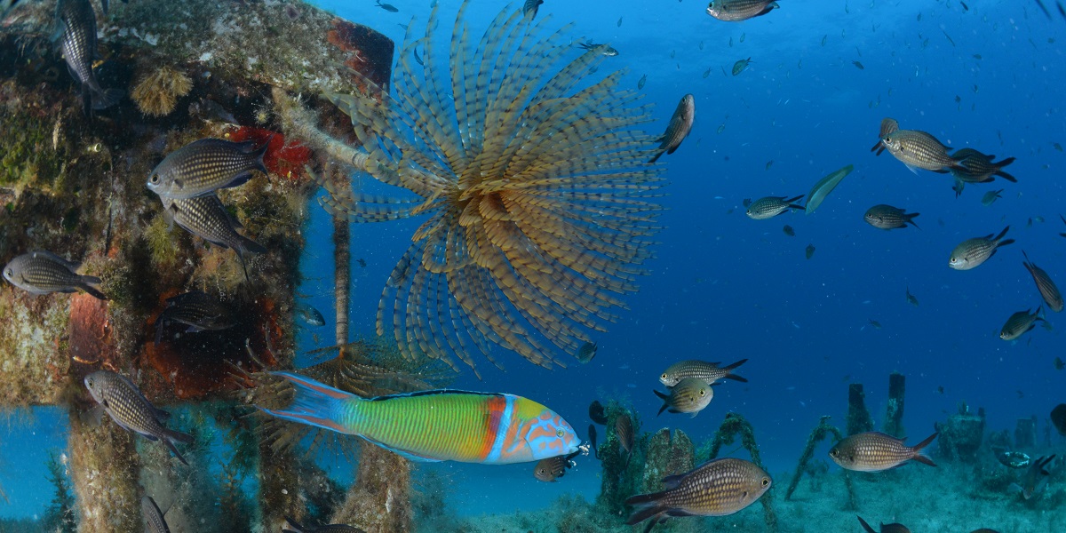 Écosystème marin vibrant avec poissons colorés et corail, explorant la beauté sous-marine.