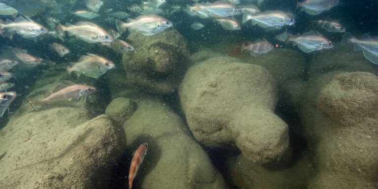 Écosystème marin vibrant avec des poissons évoluant parmi des formations rocheuses sous-marines.