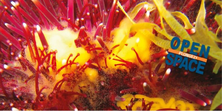 Écosystème sous-marin vibrant avec coraux colorés et plantes aquatiques fascinantes.